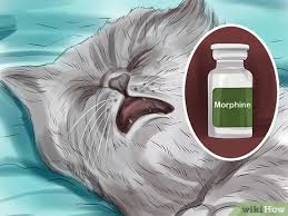 The only possible scenario that i can think of to use gabapentin for balance is that it is given for neuropathy (nerve pain ) and the doc thinks perhaps the nerve pain will go away and you will have increased proprioception (the sense. 4 Ways To Give Gabapentin To Cats With Cancer Wikihow