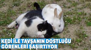 Kedi Ile Tavsanin Dostlugu Gorenleri Sasirtiyor Youtube