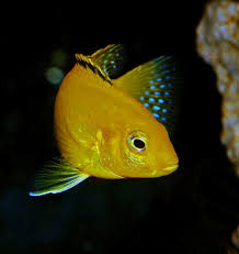 Lake Malawi Cichlids Most Famous Fish Species For