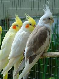 Cockatiels In 2020 Cockatiel Cute Little Animals Pet Birds