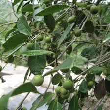 Image result for Chionanthus foveolatus