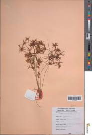 Image result for Cyperus amabilis