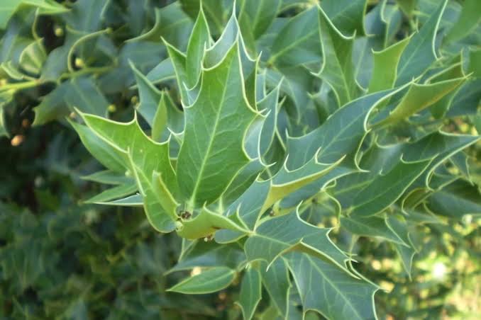 Espinheira Santa Herbal Tea: the great ally of the stomach • Chás do Mundo