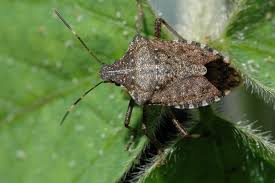 Check spelling or type a new query. Watch For Brown Marmorated Stink Bugs Umn Extension