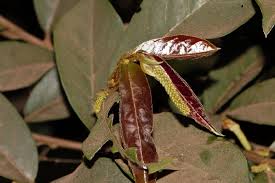 Image result for Antidesma vogelianum