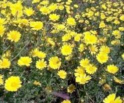Image result for Chrysanthellum