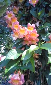 Image result for Bignonia capreolata