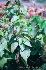 Image result for Triumfetta annua