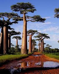 Image result for Malvaceae subfamily Bombacoideae