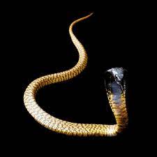 Stunning Images Of The World S Most Venomous Snakes Snake Snake Venom Beautiful Snakes