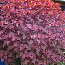 Image result for Euphorbia cotinifolia