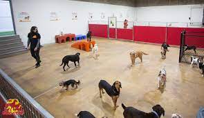 Here is the definitive list of dog day care near your location as rated by your neighborhood community. Safe Fun And Caring Doggy Daycare Services The Dog Stop
