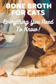 Homemade bone broth is the perfect easy addition to your meal prep game. Bone Broth For Cats Everything You Need To Know In 2020 Cat Nutrition Cats Good Bones