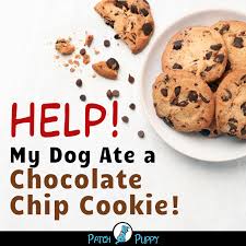 Pin On Dog Health And Safety