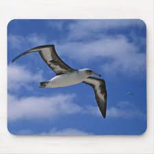 Laysan Albatross Flying In Air Mouse Pad Zazzle Com Albatross Mouse Pad Animals