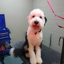 Eden Price (@coatandclaw) • Instagram photos and videos