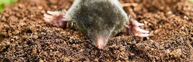 Découvrez comment les éloigner naturellement. Comment Se Debarrasser Et Chasser Des Taupes La Pause Jardin