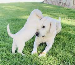 Our labs are english style with the big blocky heads and great. Coal Creek Labrador Retrievers White Lab Dog Breeder