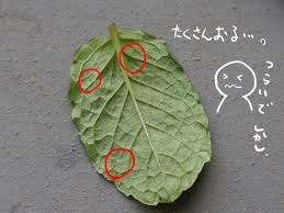 ミントの害虫 ハダニ の対策方法 ゆきの野望