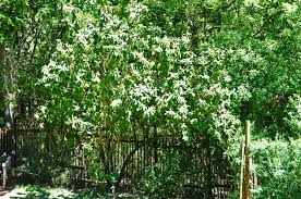 Image result for Tarchonanthus trilobus