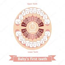 Baby Teething Chart Stock Vector Ninamunha 104241174