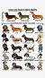 Dachshund Colors Chocolate Cream