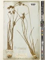 Image result for Fimbristylis quinquangularis