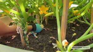 First, zucchini takes up quite a bit of space in the garden so growing it vertically would be a great space saver in my little garden. Grow Squash And Zucchini Vertically Youtube
