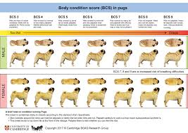 Explanatory Pug Size And Weight Chart Puppy Weights Chart