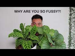 How To Care For Calathea Houseplant Care Tips Youtube Calathea Plant House Plant Care Calathea