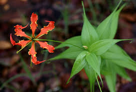 Image result for Gloriosa superba