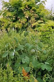 Image result for Macleaya