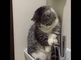 Just Playing With Water Subscribe To Us On Youtube Follow Us Below Stories Http Catshop Today F Funny Cat Videos Cute Cat Gif Funny Cats