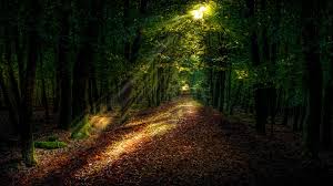 Forest Autumn Path Sunlight 4k Path Forest Autumn Forest Path Nature Forest