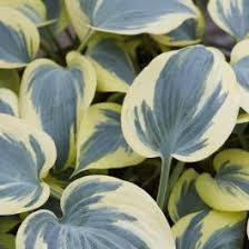 Image result for Oreophyton falcatum