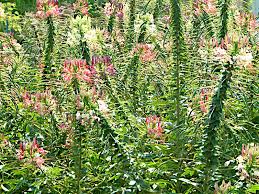 Image result for Cleome houtteana
