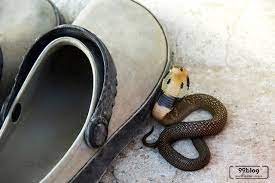 Ada yang meyakini ada makna di balik masuknya ular ke rumah, dianggap pertanda. Arti Ular Masuk Rumah Dipercaya Sebagai Pertanda Buruk
