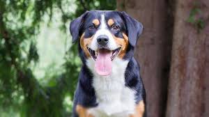 We live on the property full time. Entlebucher Mountain Dog Price Temperament Life Span