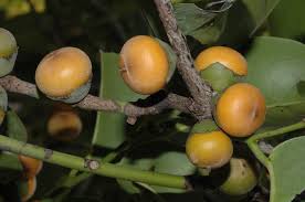 Image result for Ebenaceae