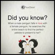 Penguins are monogamous, often having one mate for a lifetime. Penguin Love Quotes Love Quotes Collection