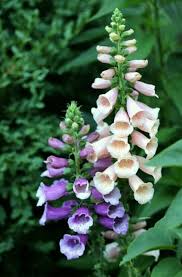 Maybe you would like to learn more about one of these? Pin By Judy Shoup On Hollyhocks And Foxgloves In My Cottage Garden Beautiful Flowers Flower Garden Planting Flowers