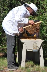 These are based on the dimensions of a champagne crate and were the style i've used is based on beehives used in kenya, but also popular with natural beekeepers throughout the world. An Introduction To The Top Bar Hive The Ploughshare Institute