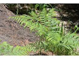 Image result for Pteridium aquilinum