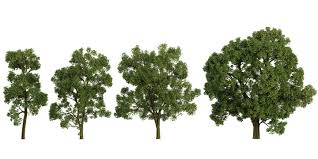 Image result for Khaya