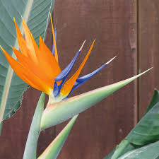 The birds of paradise plant (strelitzia reginae) is highly sought after for its stunning flowers. Bird Of Paradise Strelitzia Reginae