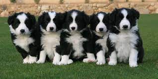 Maybe you would like to learn more about one of these? Border Collie Rescue New Zealand Home Facebook