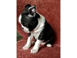 View available dogs, cats, rabbits, horses and more. Boston Terrier For Sale Philippines Petfinder