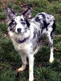 Vintage Porcelain Border Collie Black And White Collie Dog Border Collie Blue Merle Dogs