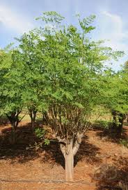 Image result for Moringa oleifera