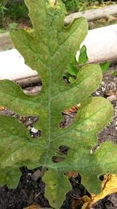 Watermelon grows in all parts of the usda planting zones when temperatures range from 65 to 85 degrees fahrenheit. What Disease Is Causing Yellow Bumpy Leaves To Travel Down My Sugar Baby Watermelon Plant Gardening Landscaping Stack Exchange